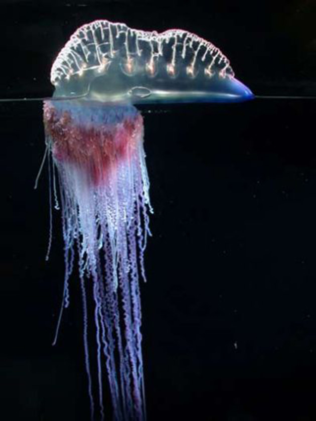 man-o-war-7