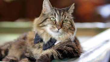 oldest-cat-living-guinness-world-records