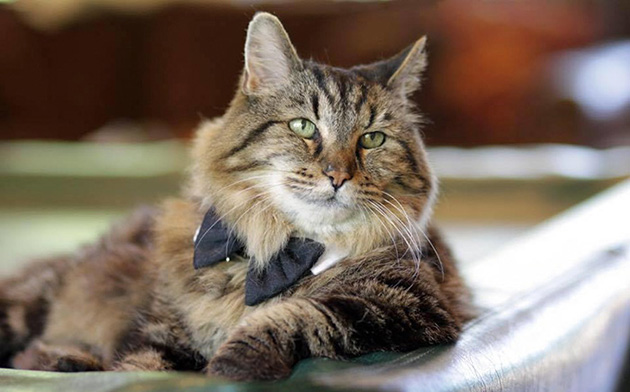 oldest-cat-living-guinness-world-records