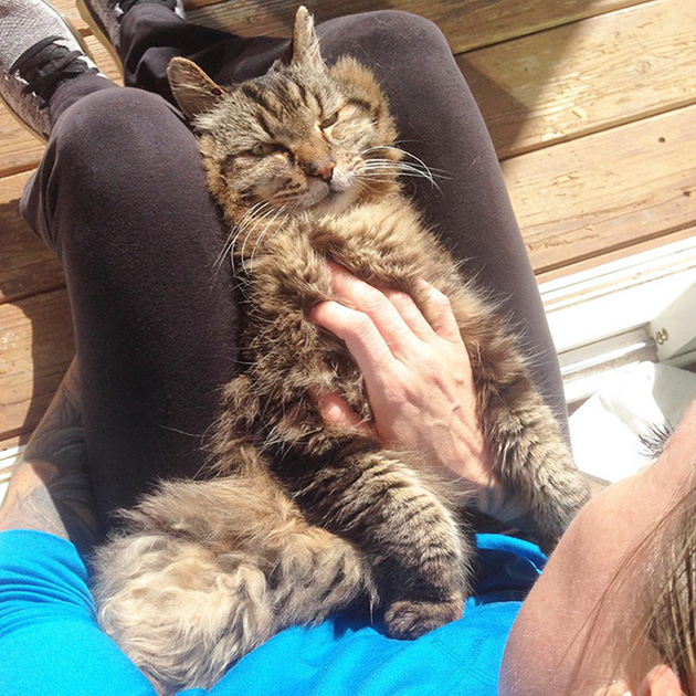 oldest-cat-living-guinness-world-records