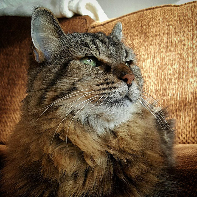 oldest-cat-living-guinness-world-records