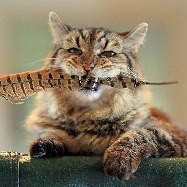 oldest-cat-living-guinness-world-records