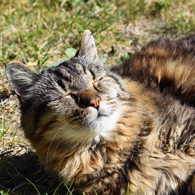 oldest-cat-living-guinness-world-records