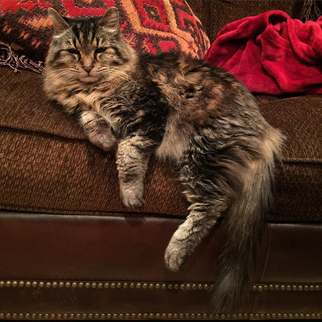 oldest-cat-living-guinness-world-records