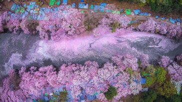 spring japan cherry blossoms
