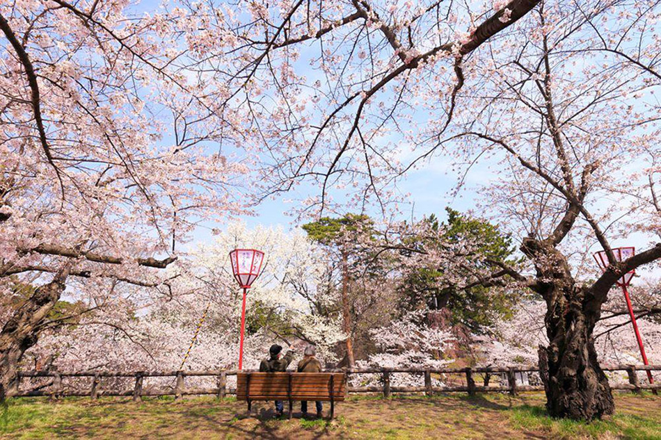 spring japan cherry blossoms
