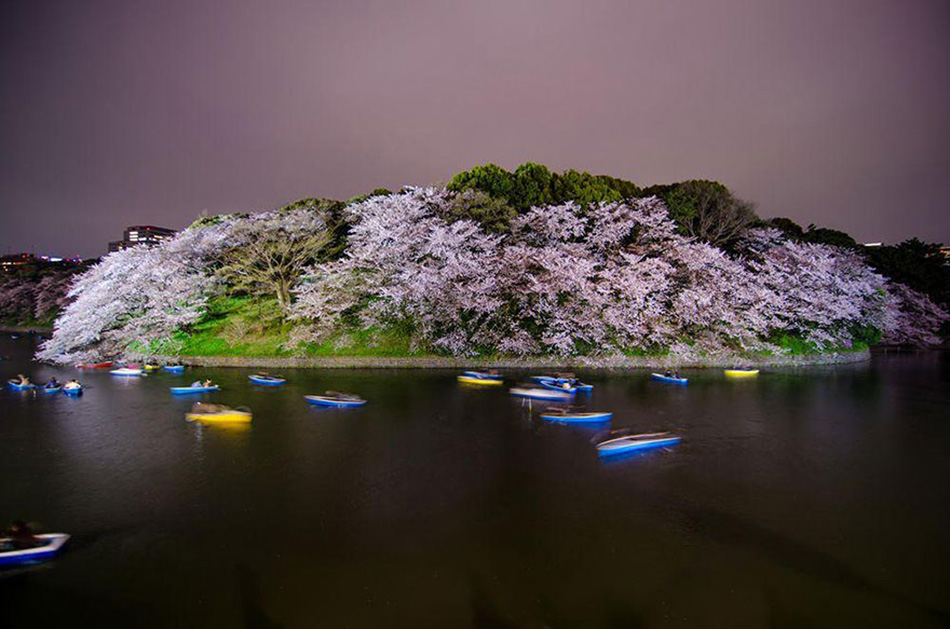 spring japan cherry blossoms