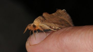 vampire moth