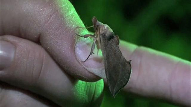 vampire moth