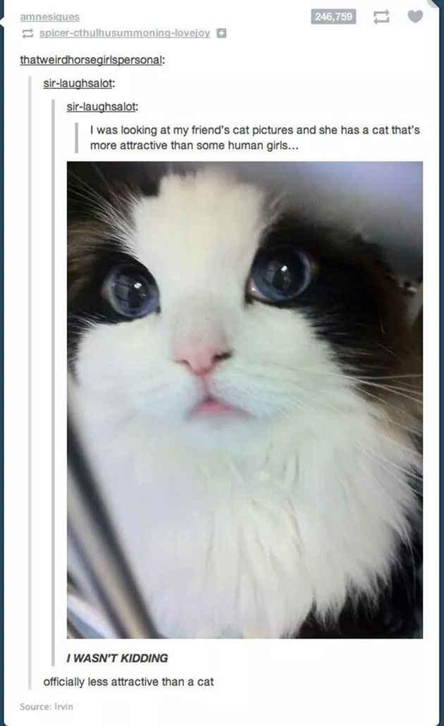 funny cats
