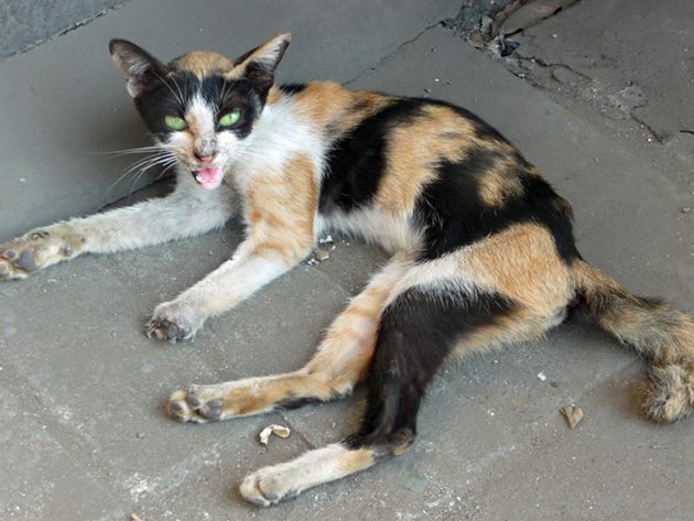 cat cancer signs
