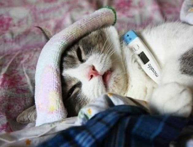 cat cancer signs