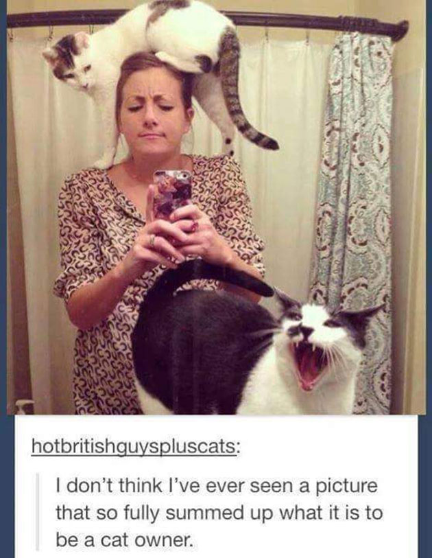 funny cats