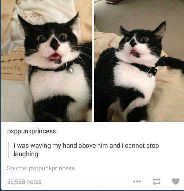 funny cats