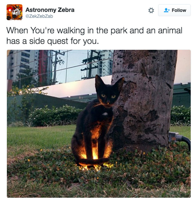 funny cats