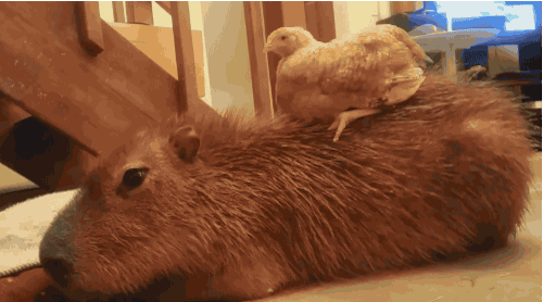 Animals Like Capybaras So Much