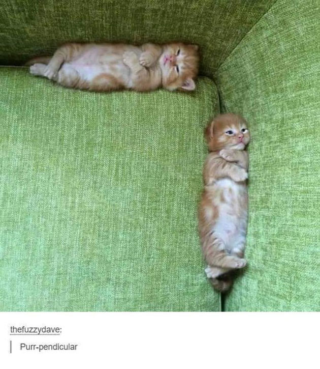 funny cats