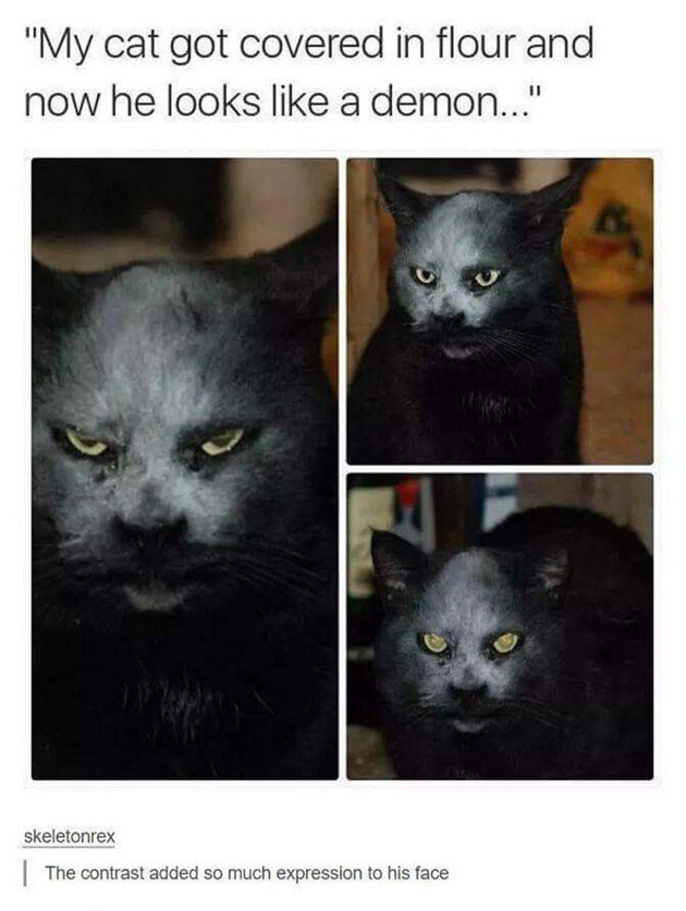 funny cats