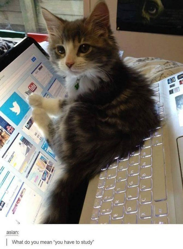 funny cats