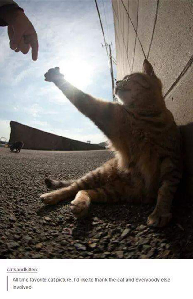 funny cats