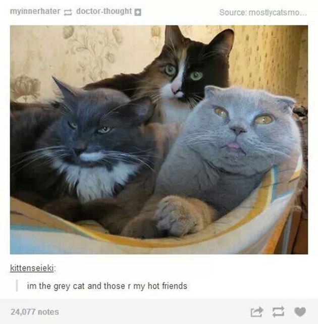 funny cats