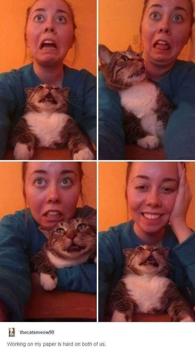 funny cats