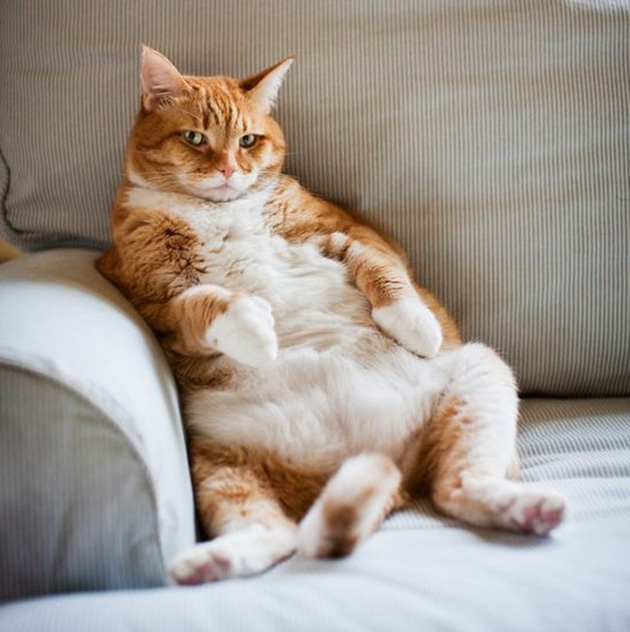 cat cancer signs