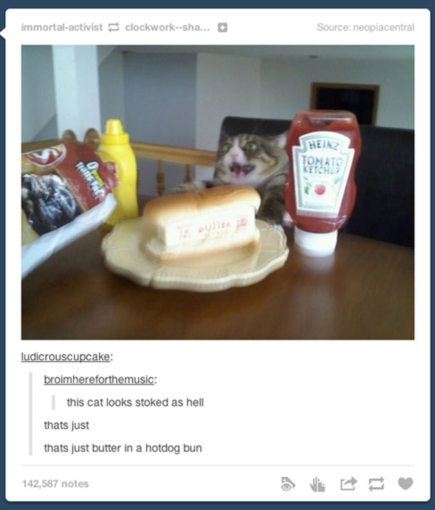 funny cats