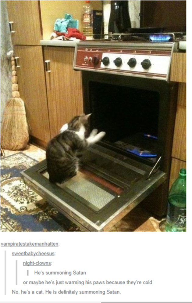 funny cats
