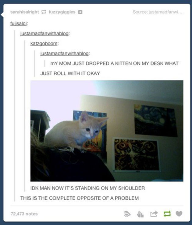 funny cats