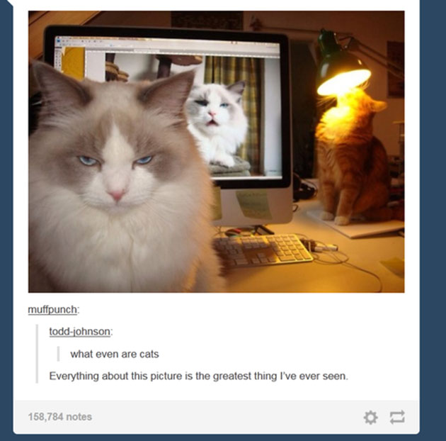 funny cats
