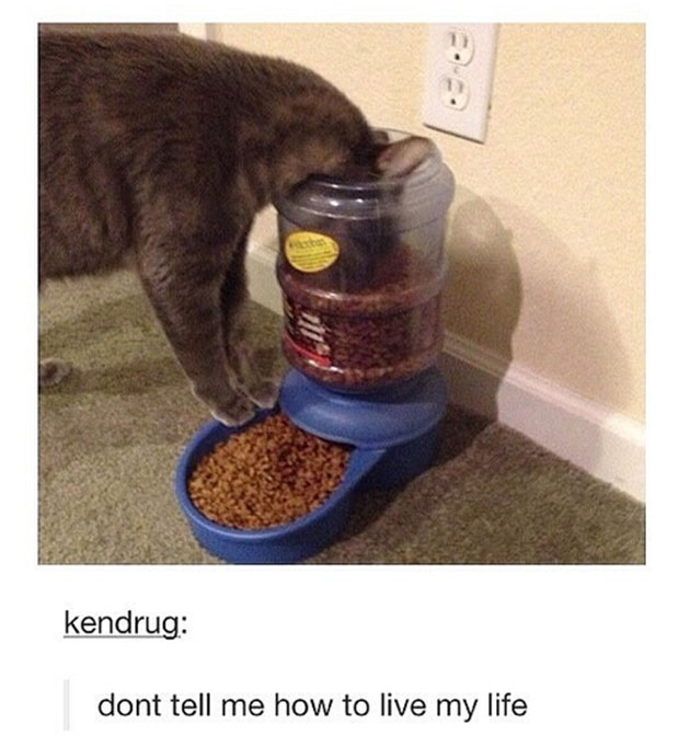 funny cats