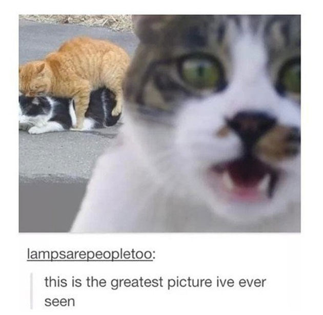 funny cats