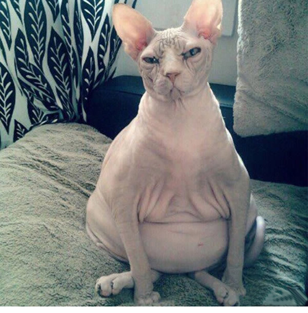 25 Photos That Prove Not All Pets Are Photogenic…_01