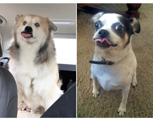 25 Photos That Prove Not All Pets Are Photogenic…_02