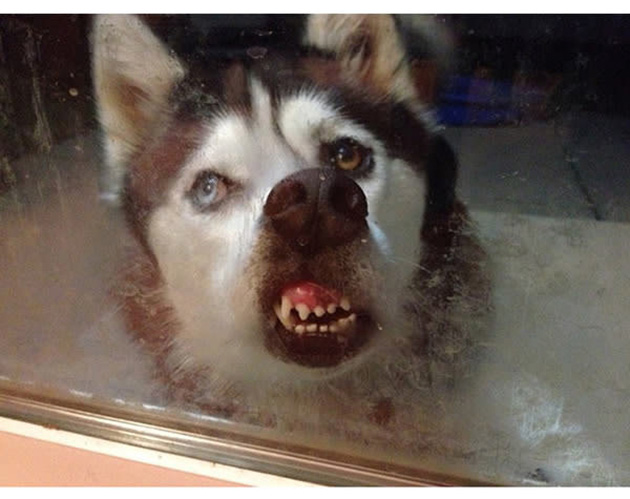 25 Photos That Prove Not All Pets Are Photogenic…_03