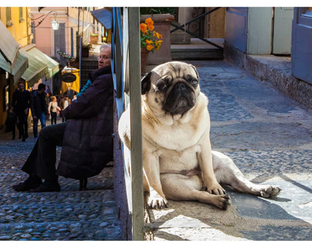 25 Photos That Prove Not All Pets Are Photogenic…_05