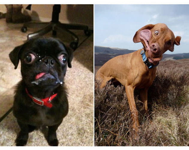 25 Photos That Prove Not All Pets Are Photogenic…_06