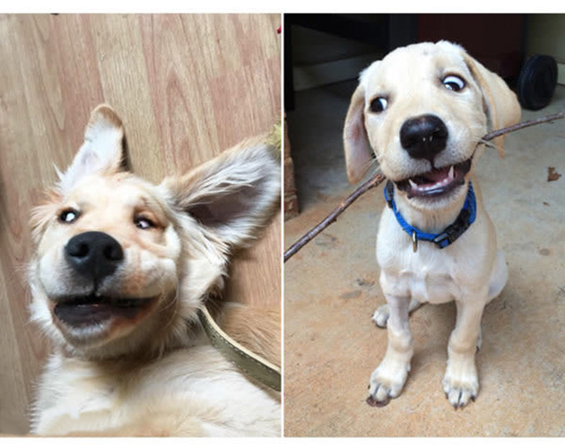 25 Photos That Prove Not All Pets Are Photogenic…_08