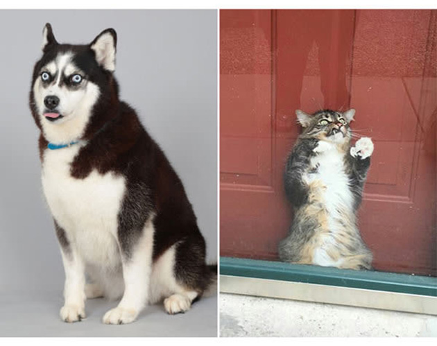 25 Photos That Prove Not All Pets Are Photogenic…_10
