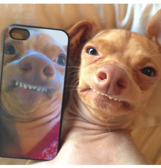 25 Photos That Prove Not All Pets Are Photogenic…_11