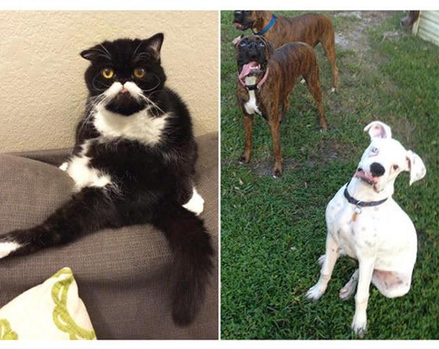 25 Photos That Prove Not All Pets Are Photogenic…_12