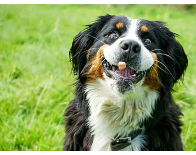 25 Photos That Prove Not All Pets Are Photogenic…_13
