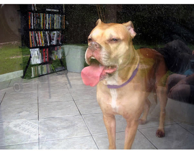 25 Photos That Prove Not All Pets Are Photogenic…_15