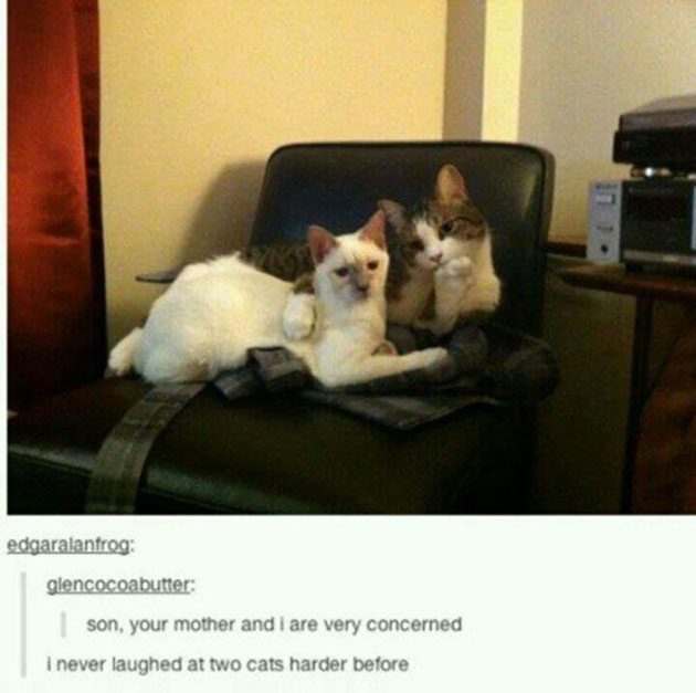 funny cats