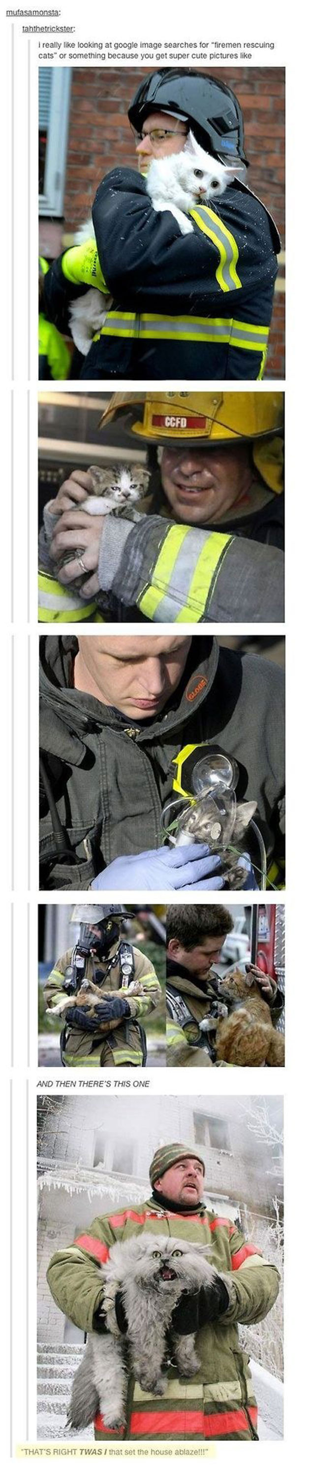 funny cats