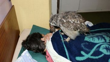 Owl gets saved and spends everyday repaying its rescuer