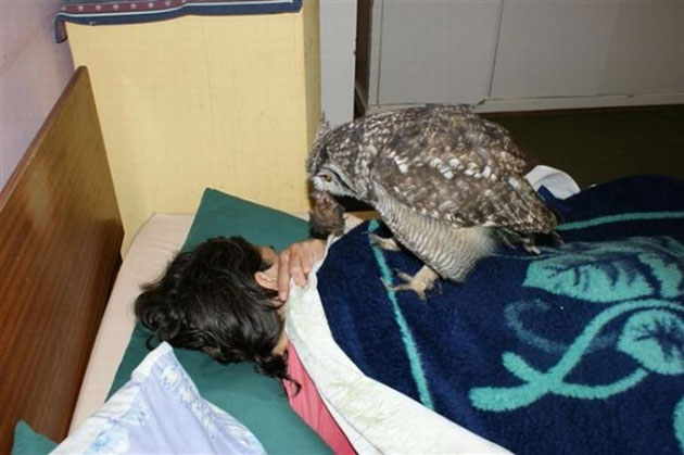Owl gets saved and spends everyday repaying its rescuer