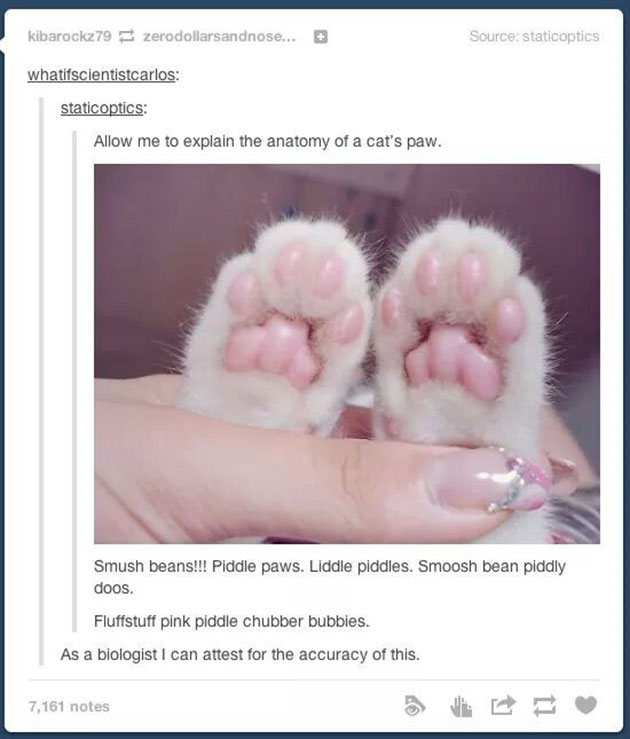 funny cats