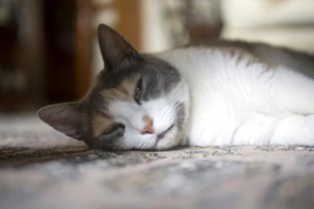 cat cancer signs